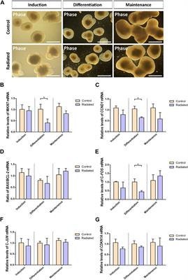 Background levels and brain organoid impact of RF field exposure in a healthcare environment